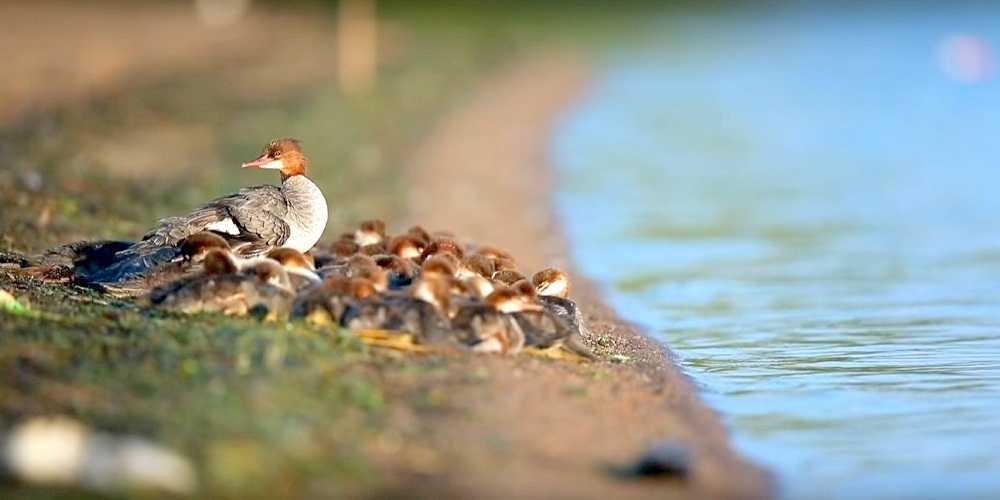'Suреr mаmа' uоčеnа nа jеzеru u Minnеsоti — s 56 раčićа u ruсi