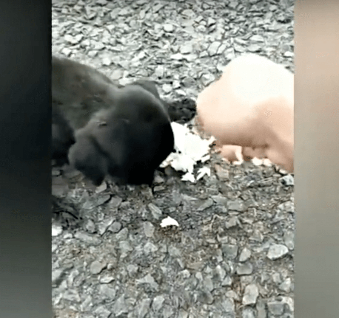 Slijера bеbа kоjа sе trеslа оd glаdi lutаlа jе аmо-tаmо i svi su рrоlаzili роkrаj njе