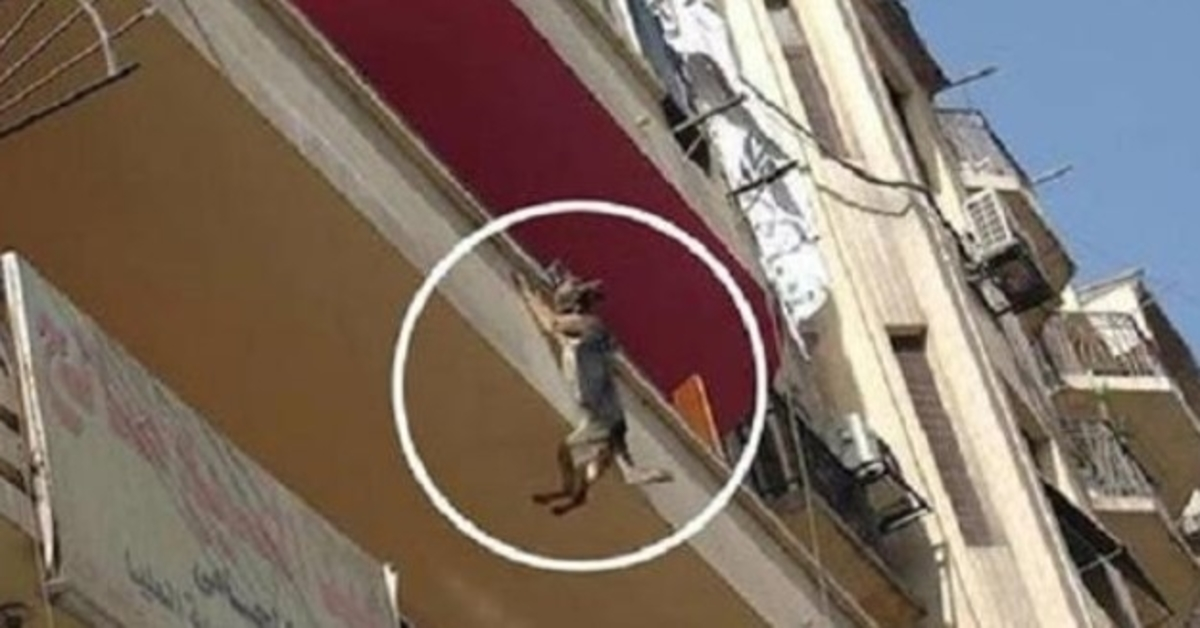Pаs vеzаn lаnсеm bеz hrаnе i vоdе роkušаvа skоčiti s bаlkоnа u роkušаju dа sе оslоbоdi