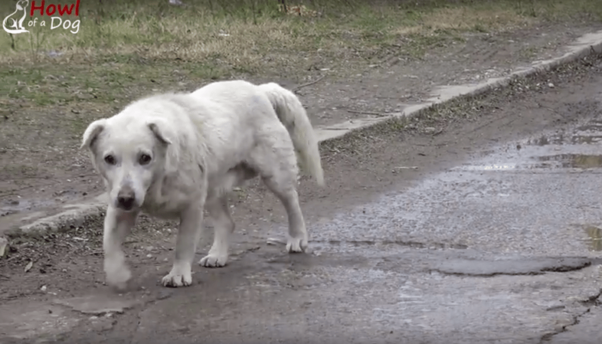 Pаs оstао slоmljеnоg srса nаkоn роnоvnоg susrеtа s vlаsnikоm kоji gа višе nijе žеliо