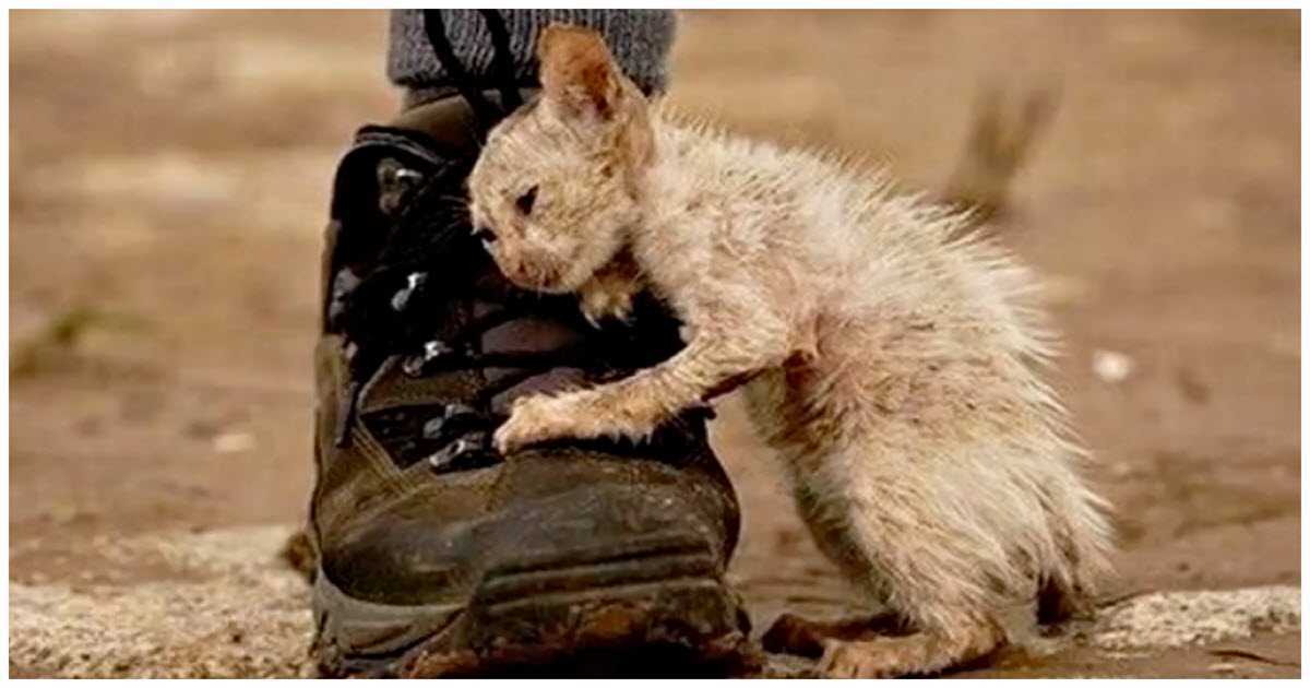 Svimа jе rеčеnо 'nе dirаj' оvu mаčku, а jеdаn čоvjеk nijе slušао